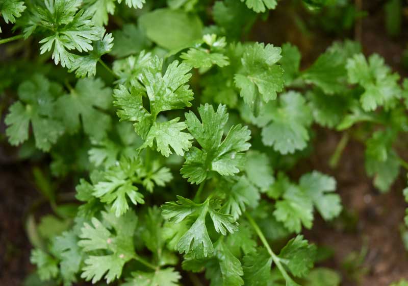What to Plant for Winter from Veggies to Herbs and Flowers