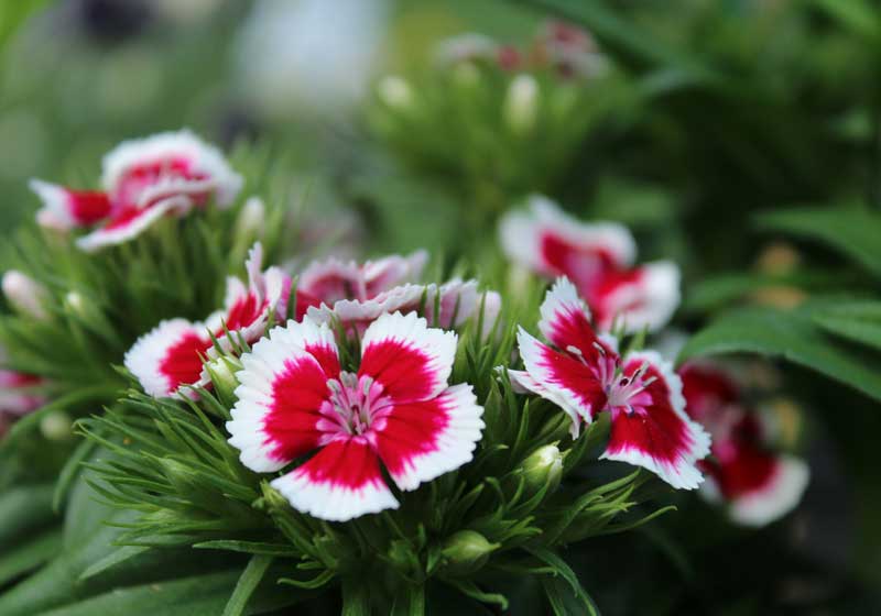 What to Plant for Winter from Veggies to Herbs and Flowers