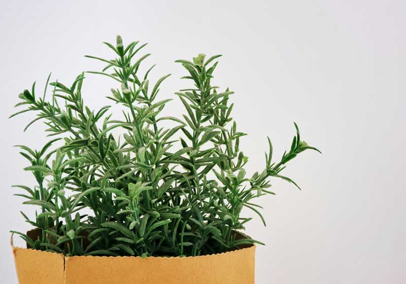 What to Plant for Winter from Veggies to Herbs and Flowers