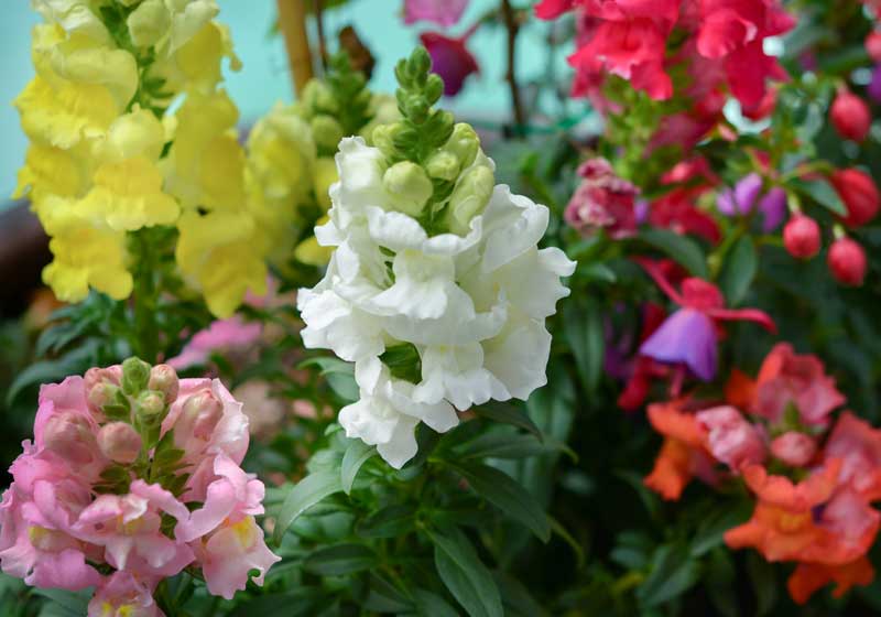 What to Plant for Winter from Veggies to Herbs and Flowers