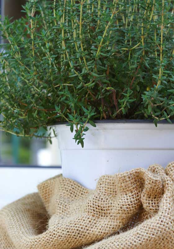 What to Plant for Winter from Veggies to Herbs and Flowers