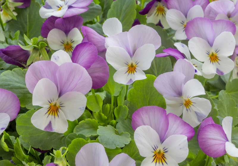 What to Plant for Winter from Veggies to Herbs and Flowers