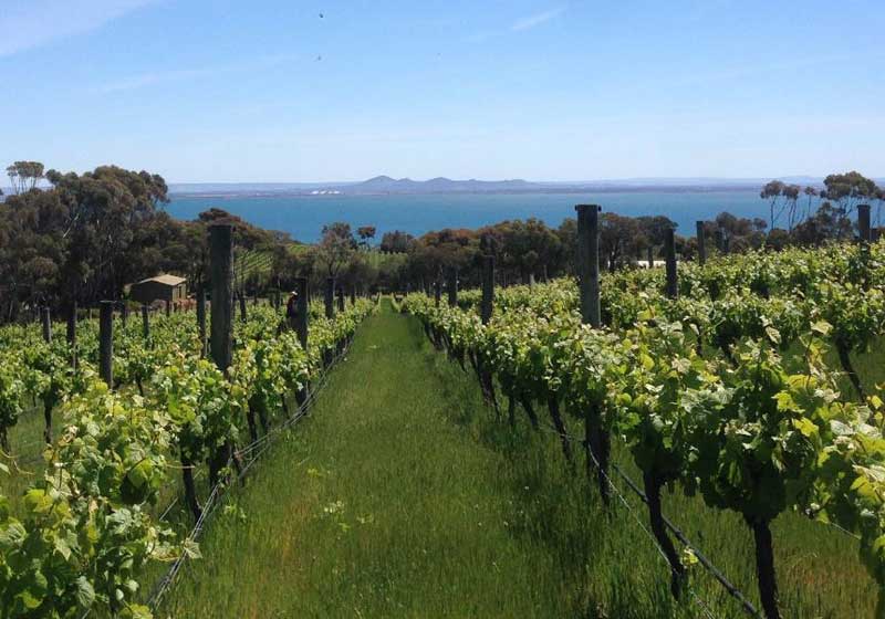 Beyond the Barossa – a Journey to Australia’s Hidden Gem Wine Regions