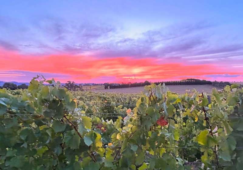 Wine Country Weekenders: The Ultimate Road Trip Itineraries for Hidden Australian Wine Gems