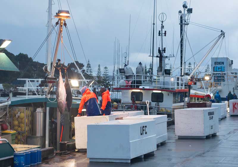 Tasman Sea Triumph: Southern Bluefin Tuna Fisheries Gain MSC Certification