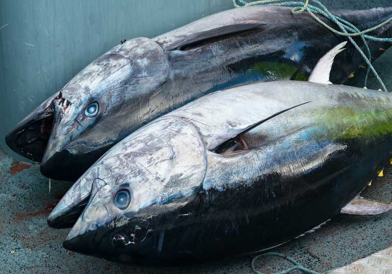 Tasman Sea Triumph: Southern Bluefin Tuna Fisheries Gain MSC Certification