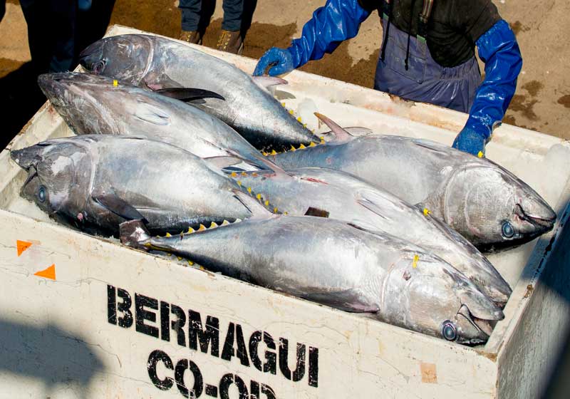 Tasman Sea Triumph: Southern Bluefin Tuna Fisheries Gain MSC Certification