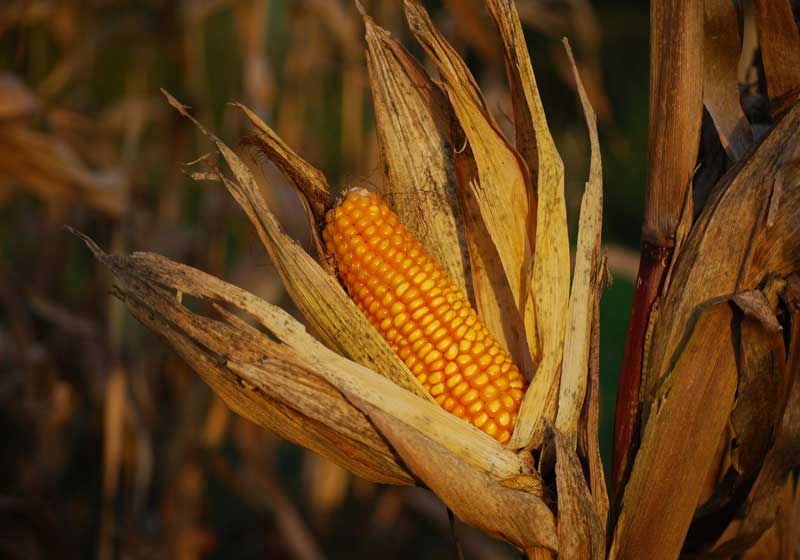 Know Your Latin American Cooking Ingredients