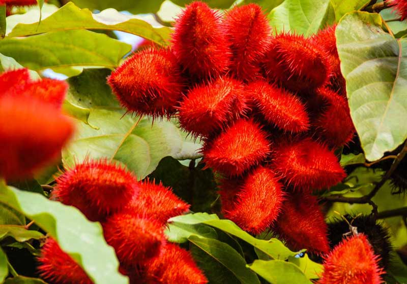 Know Your Latin American Cooking Ingredients