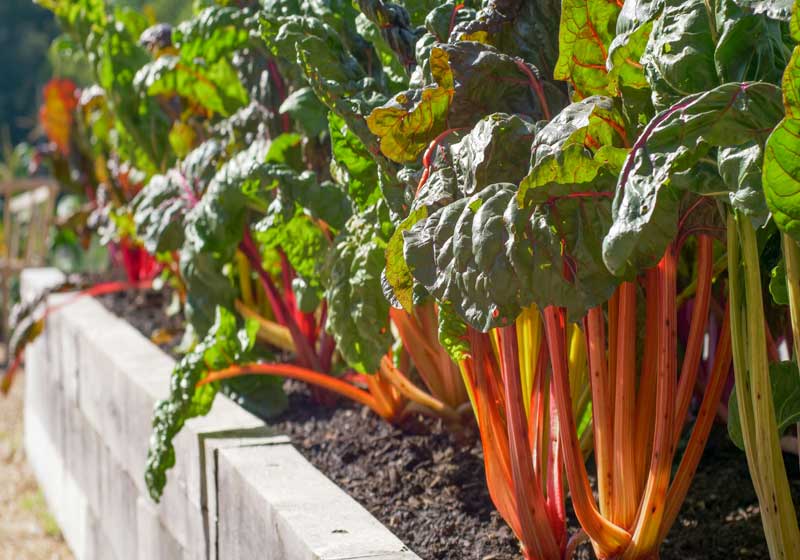 Fresh and In Season + 3 Recipes