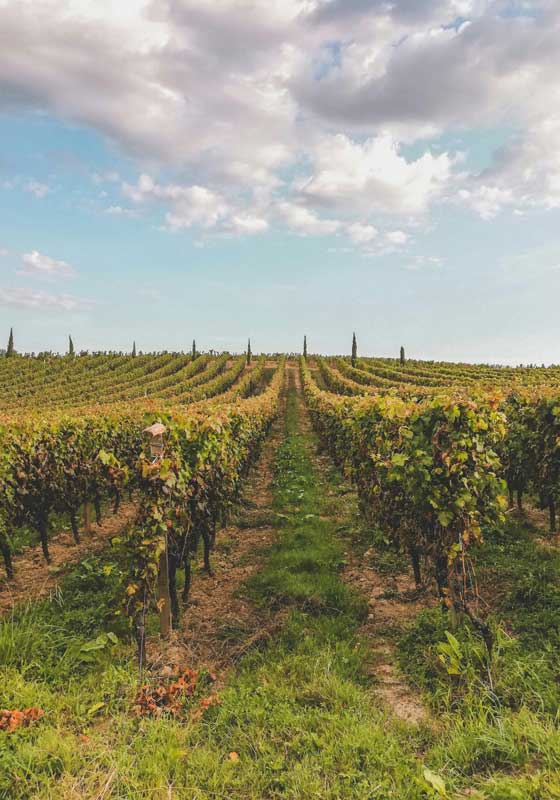 Pedal to the Metal: Exploring France on Two Wheels