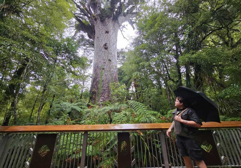 Road Trip on a Wild Northland, New Zealand Adventure