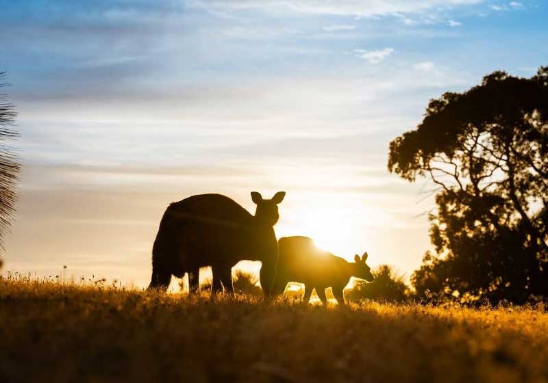 Reconnect with Land and Sea with a Visit to Kangaroo Island