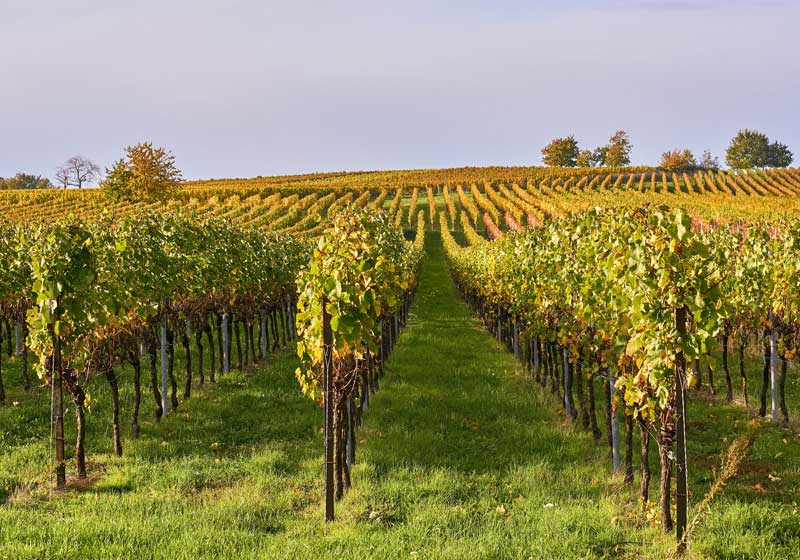 Serious About Wine? You Need to Be at WineTech 2025