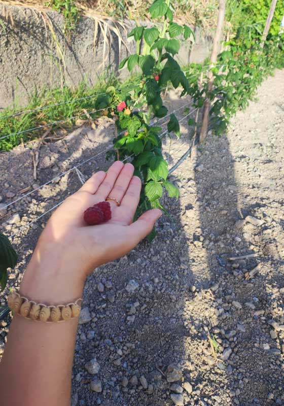 Four Generations of Calabrian Farming: Meet Culture Creator, Luciano