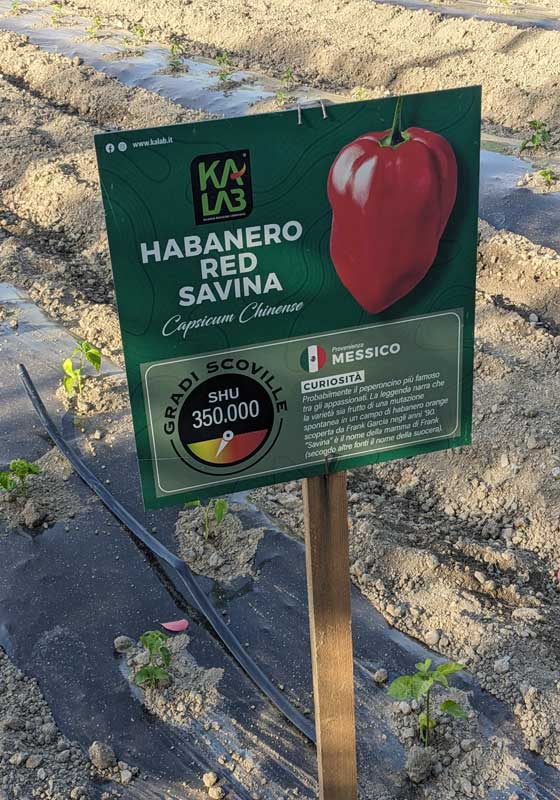 Four Generations of Calabrian Farming: Meet Culture Creator, Luciano