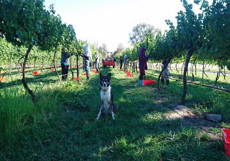 Sip and See the Canberra Wine Region Like Never Before
