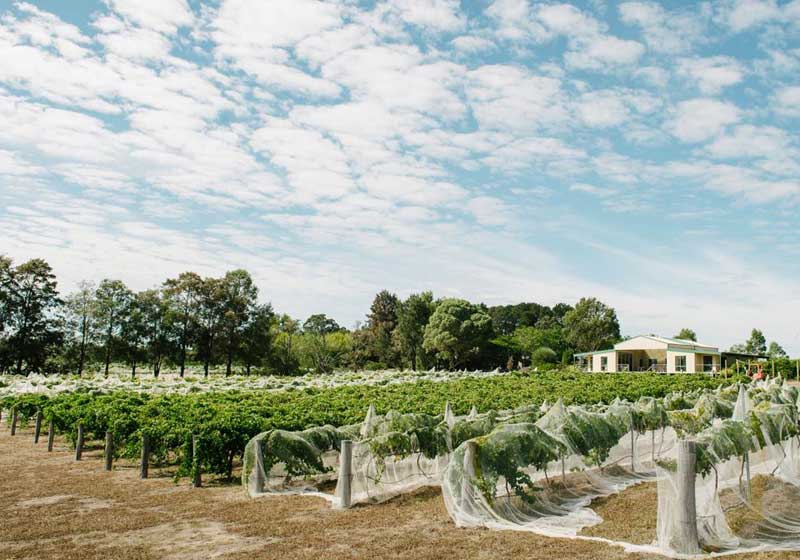 Sip and See the Canberra Wine Region Like Never Before