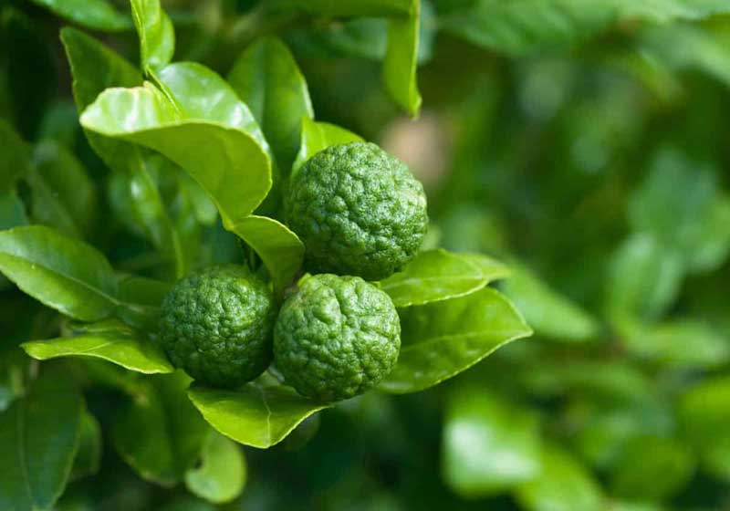 Know Your Thai Ingredients and How to Use Them