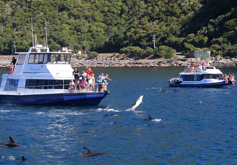 Spring into Aotearoa for a Showcase of Natural Beauty