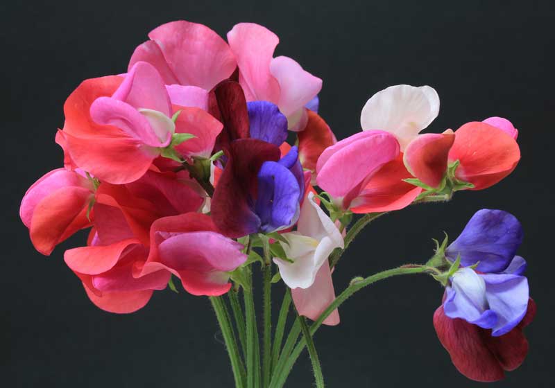 What to Plant for Spring