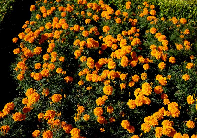 What to Plant for Spring