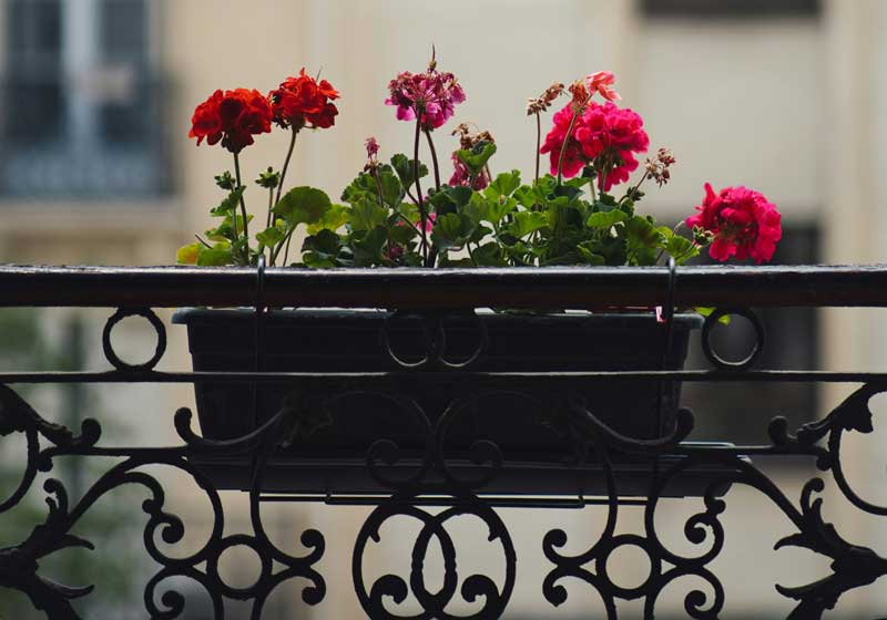 Spring Gardening in Small Spaces: A Blooming Revival on Balconies and in Raised Beds
