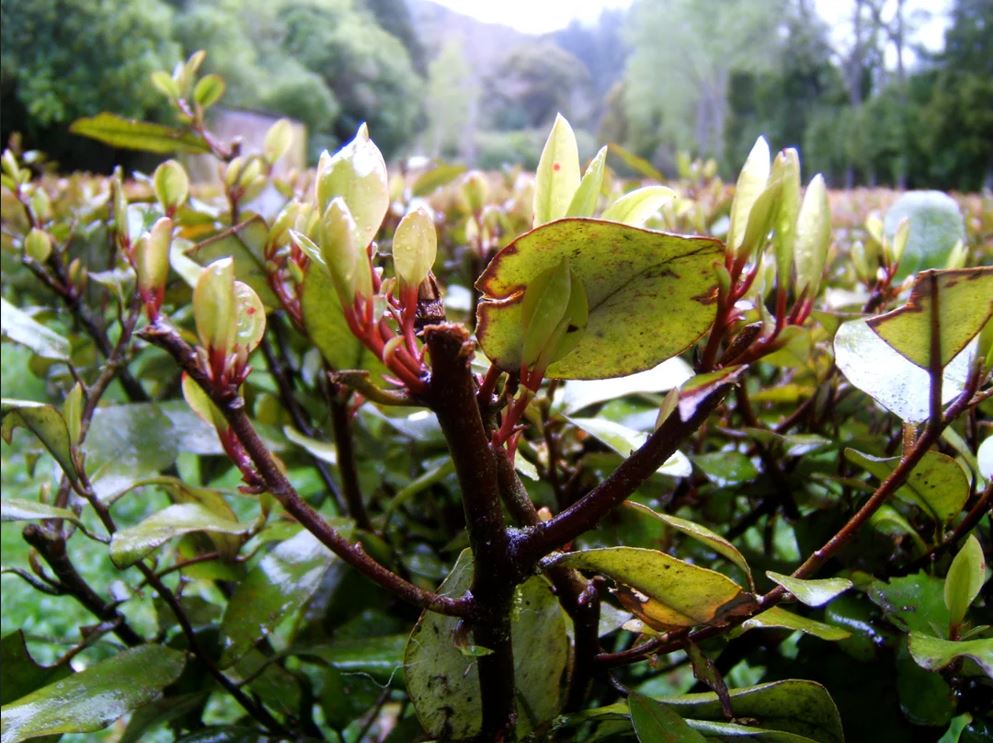 The Taste of Aotearoa: Maori Native Ingredients to Bring the Heat, Spice and Flavour