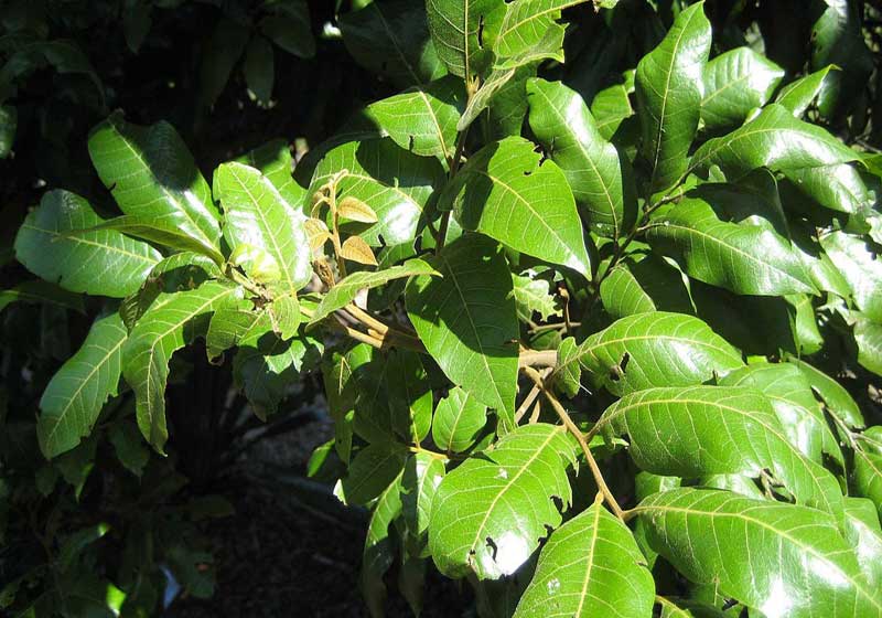 The Taste of Aotearoa: Maori Native Ingredients to Bring the Heat, Spice and Flavour