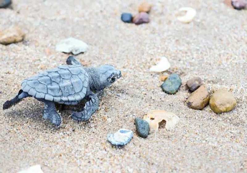 Unforgettable Sunrise Cultural Tour at Turtle Sands