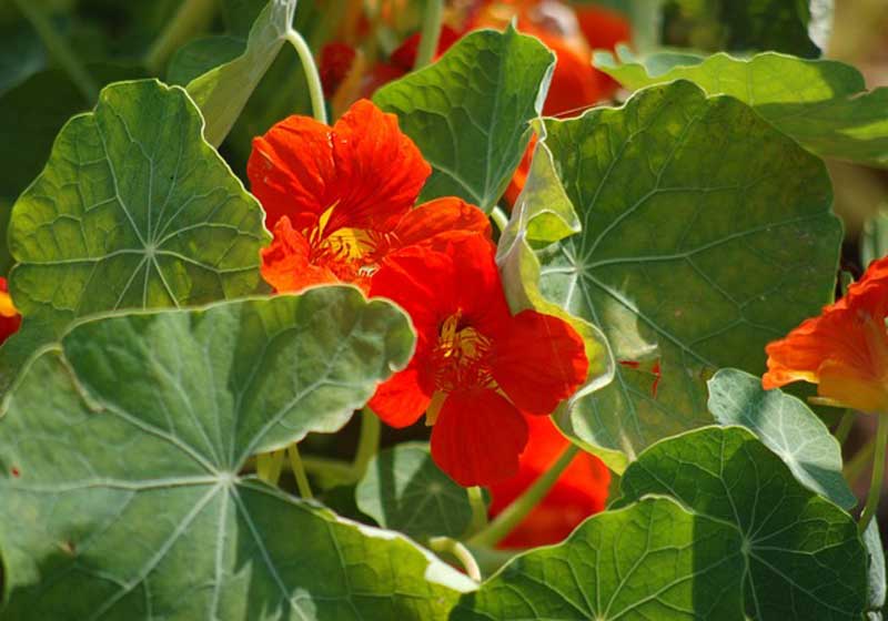 Celebrate Australia’s Spring Bounty with Vibrant Greens, Sweet Berries and Native Heroes