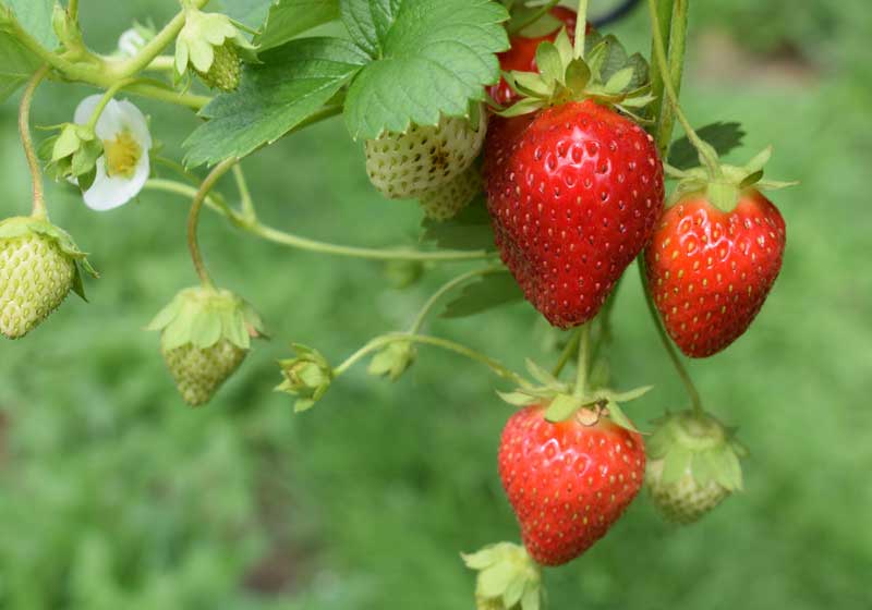 Celebrate Australia’s Spring Bounty with Vibrant Greens, Sweet Berries and Native Heroes