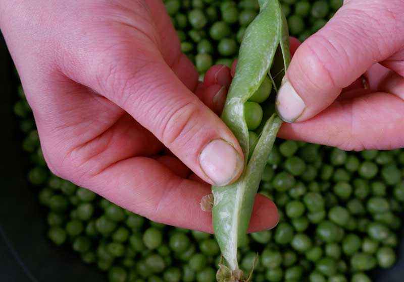 The Spring Fling Menu: Spotlighting the Season’s Freshest Produce