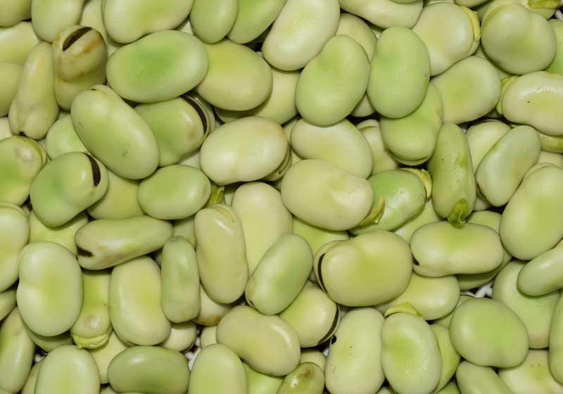 The Spring Fling Menu: Spotlighting the Season’s Freshest Produce