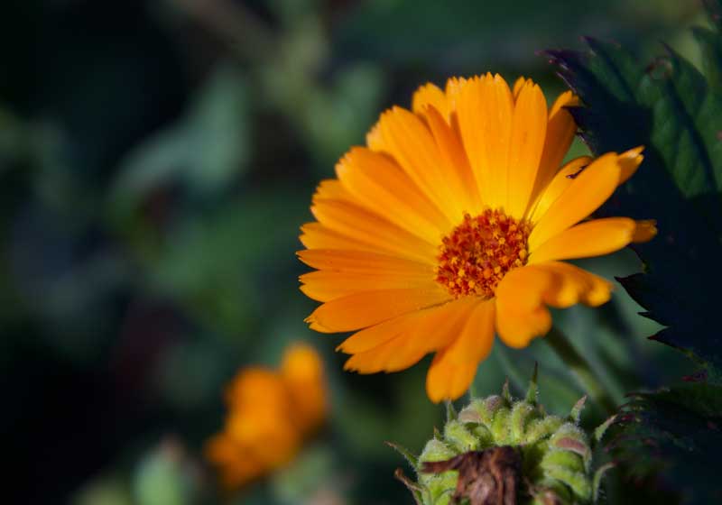 Flavours in Full Bloom: How to Transform Florals to Food