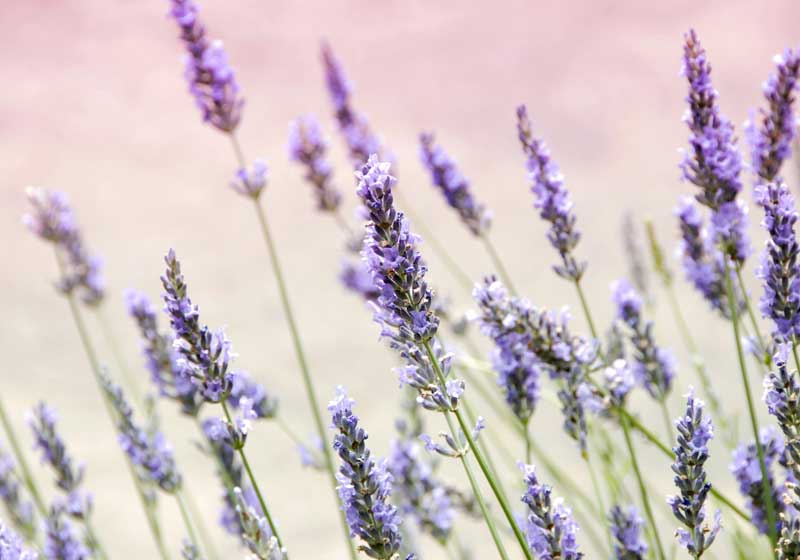 Flavours in Full Bloom: How to Transform Florals to Food