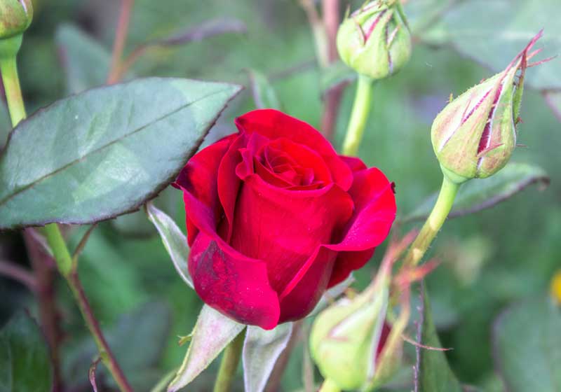 Flavours in Full Bloom: How to Transform Florals to Food