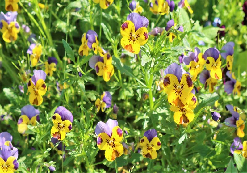 Flavours in Full Bloom: How to Transform Florals to Food