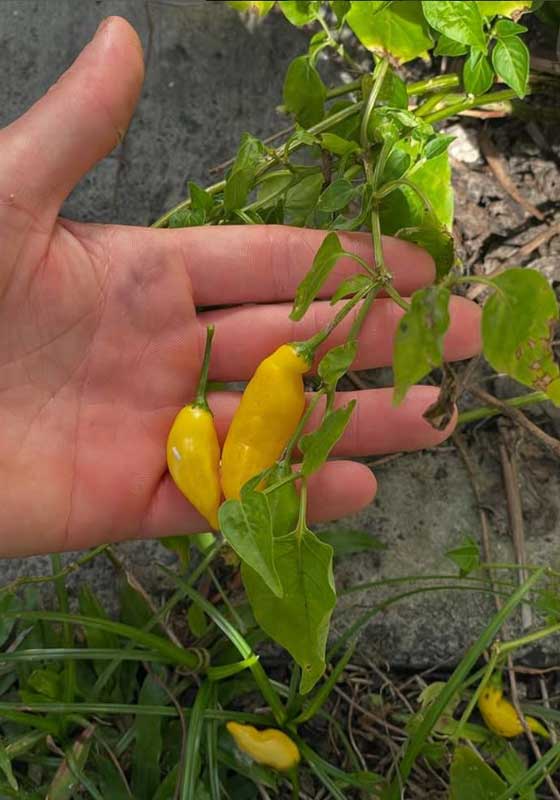 Nourish Your Body, Soul and Culture by Eating Locally