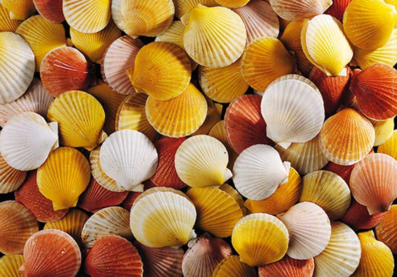 New Zealand Scallops: Nature’s Golden Treasure