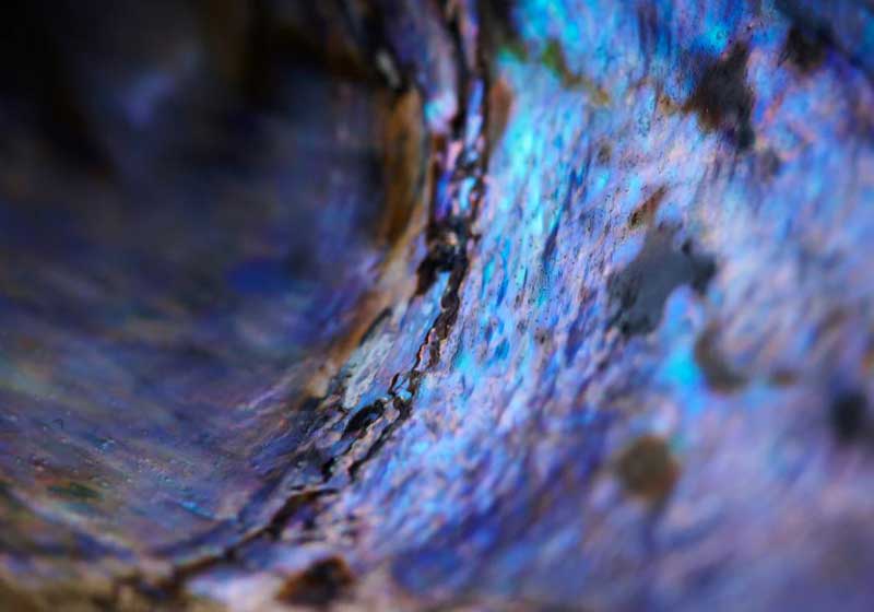 Taste the Ocean with Aotearoa’s Little-known Sea Treasures