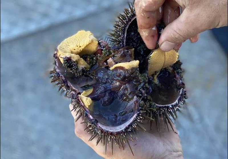 Taste the Ocean with Aotearoa’s Little-known Sea Treasures