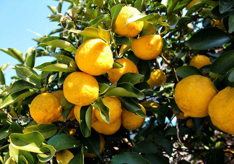 When Life Doesn’t Give You Lemons: Use One of These 6 Alternatives Instead