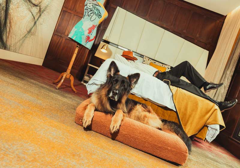 Pup Yeah! QT Hotels Rolls Out the Red Carpet for Dogs