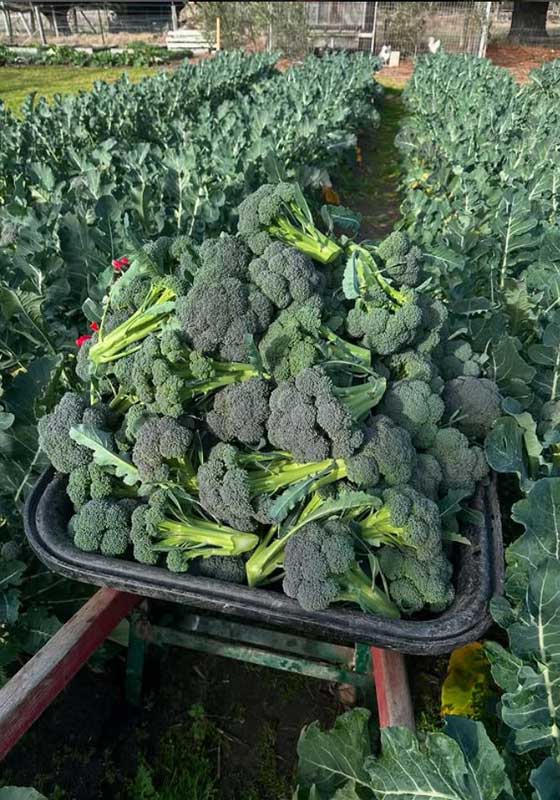 From Garden to Plate: How Australian Restaurants Are Redefining Dining with Onsite Produce