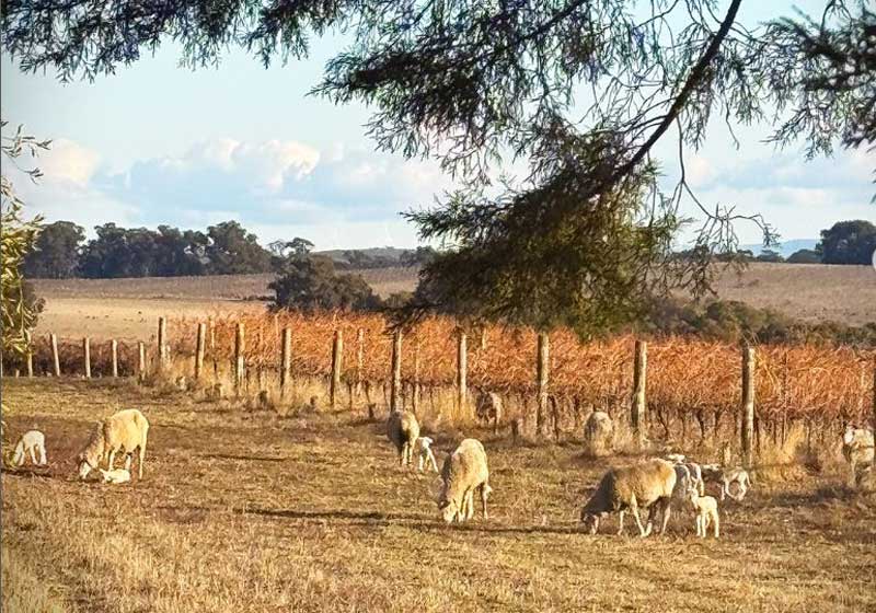 The Rise of Regional Dining: The New Middle Australia