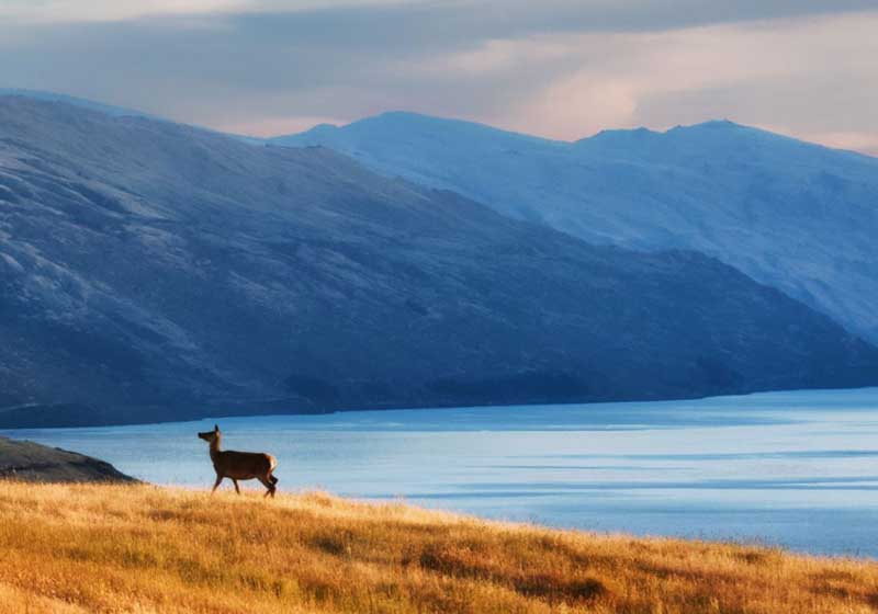 Venison – New Zealand’s Favourite Game Meat