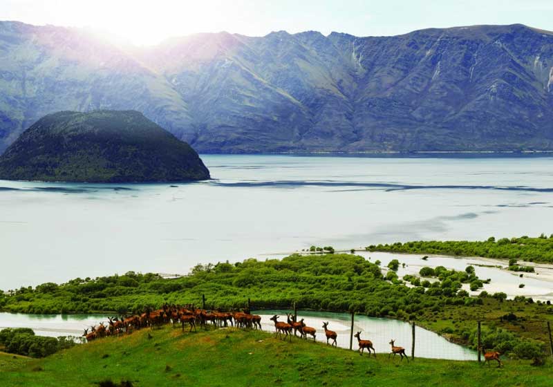 Venison – New Zealand’s Favourite Game Meat