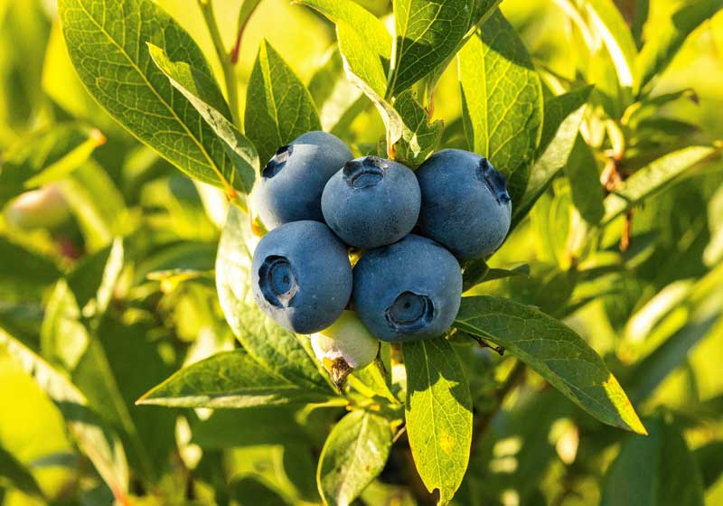 Fresh and In Season + 3 Recipes