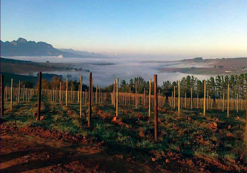 South African Wine: A Tapestry of Heritage, Soil and Sun